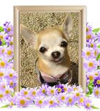 犬の火葬(ジュリ)