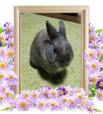 ウサギの火葬(ジョニー)