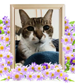 猫の火葬(ジロー)