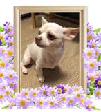 ジローちゃんの追悼写真（犬の火葬）