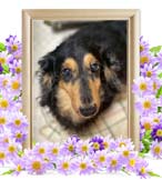 ゼウスちゃんの追悼写真（犬の火葬）