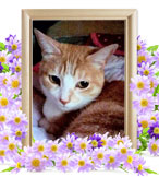 ペット火葬(ゼリー)