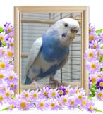 ソラちゃんの追悼写真（小動物の火葬）