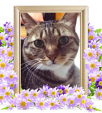 猫の火葬(タイム)