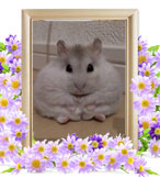 小動物の火葬(タルト)