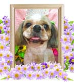 タルトちゃんの追悼写真（犬の火葬）