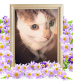 猫の火葬(タロ)