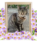 ペット火葬(ター)