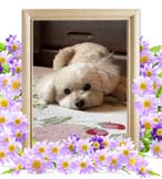 ダッフィーちゃんの追悼写真（犬の火葬）