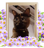 猫火葬(ダンテ)