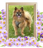 チコちゃんの追悼写真（犬の火葬）