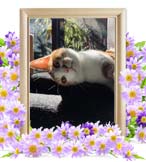 チヂミちゃんの追悼写真（猫の火葬）