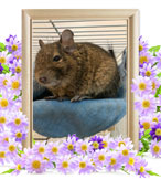 ペット火葬(チップ)