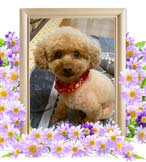 チップちゃんの追悼写真（犬の火葬）