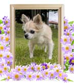 チップちゃんの追悼写真（犬の火葬）