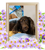 犬の火葬(チビ)