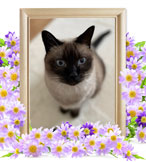 ペットの火葬(チビ)