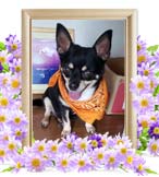 チビィーちゃんの追悼写真（犬の火葬）