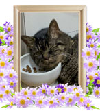 ペットの火葬(チビ太)