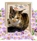 チャコちゃんの追悼写真（埼玉県）