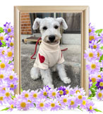 犬の火葬(チャッピー)