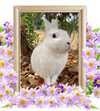 ペットの火葬(チャッピー)