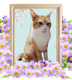 猫の火葬(チャミ)