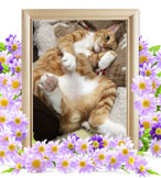 猫火葬(チャー)