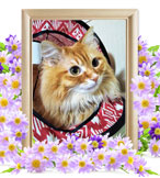 猫の火葬(チャーミー)