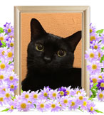 猫の火葬(チョコ)