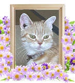 猫の火葬(チョコ)