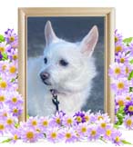 チョコちゃんの追悼写真（犬の火葬）