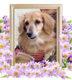 チョコちゃんの追悼写真（犬の火葬）