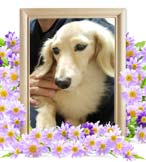 チョコの追悼写真（犬の火葬）