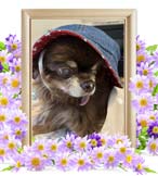 チョコちゃんの追悼写真（犬の火葬）