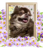 犬の火葬(チョコビ)