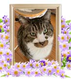 チョビちゃんの追悼写真（猫の火葬）