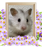 ハムスターの火葬(チル)