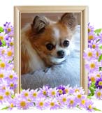 チロルちゃんの追悼写真（犬の火葬）