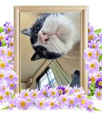 チーちゃんの追悼写真（猫の火葬）