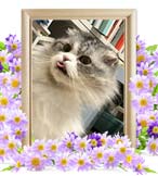 ツキちゃんの追悼写真（猫の火葬）