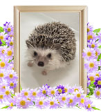 ハリネズミの火葬(ツナ)