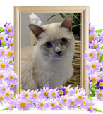 猫の火葬(ティアラ)