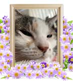 ティアラちゃんの追悼写真（猫の火葬）