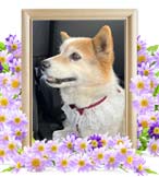 ティンクちゃんの追悼写真（犬の火葬）