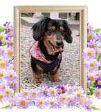 ティンクちゃんの追悼写真（犬の火葬）