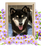 犬の火葬(デネブ)