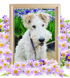 犬の火葬(デューイ)