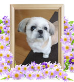 ペットの火葬(トア)