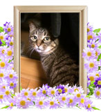 猫の火葬(トラ)